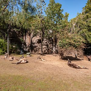 Walkabout Australia: Mob of Western Grey Kangaroos