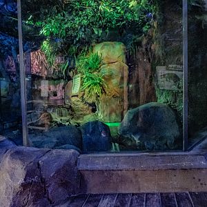 Walkabout Australia: Platypus Habitat #1