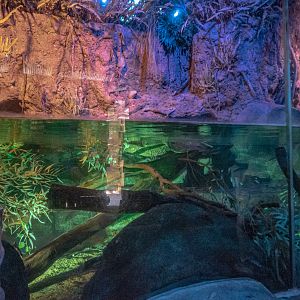 Walkabout Australia: Platypus Habitat #3