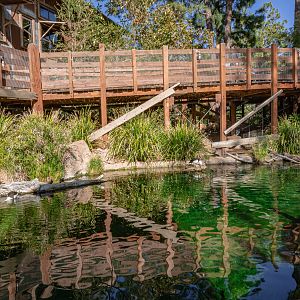 Walkabout Australia: Waterfowl Pond