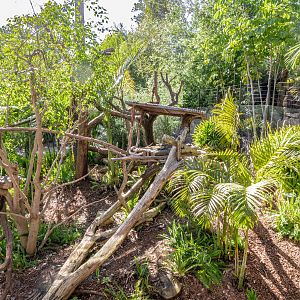 Walkabout Australia: Matschie’s Tree Kangaroo Habitat