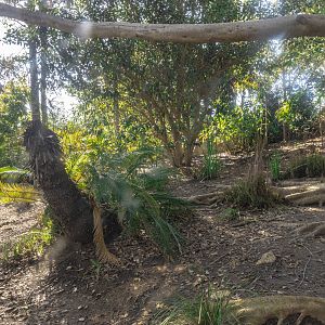 Walkabout Australia: Southern Cassowary left habitat