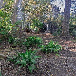 Walkabout Australia: Southern Cassowary right habitat