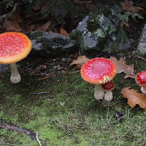 Fly Agaric, Aston Norwood Café & Gardens