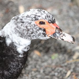 Domestic Muscovy Duck, Aston Norwood Café & Gardens