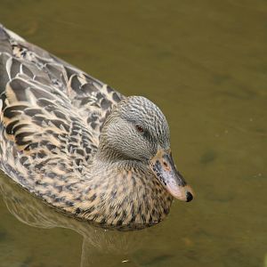 Domestic Mallard, Aston Norwood Café & Gardens
