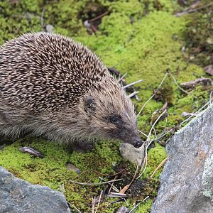 European Hedgehog (wild), Aston Norwood Café & Gardens