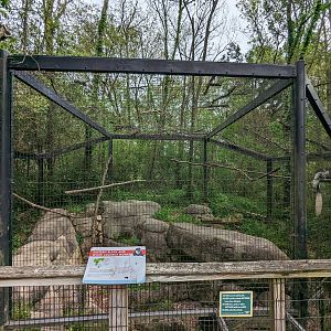 African Forest - Eastern black and white colobus monkey (exhibit #2)