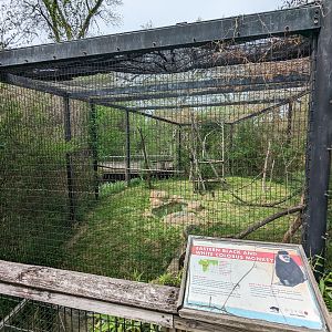 African Forest - Eastern black and white colobus monkey and schmidt's guenon(exhibit #1)
