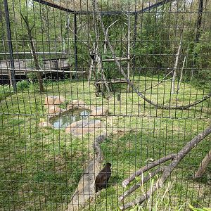African Forest - Eastern black and white colobus monkey and schmidt's guenon(exhibit #1)