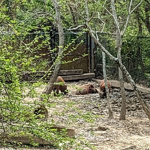 African Forest - red river hogs