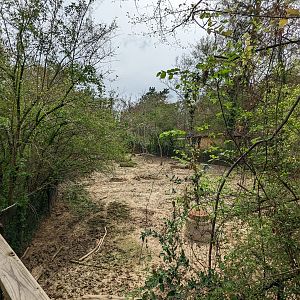 African Forest - red river hogs habitat view