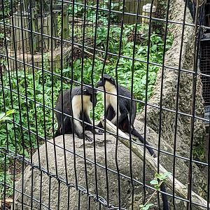 African Forest - Diana Monkey
