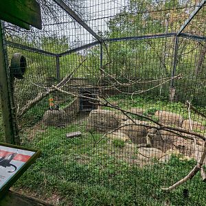 African Forest - Diana Monkey exhibit view