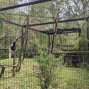 African Forest - Eastern black and white colobus monkey and schmidt's guenon(exhibit #1)