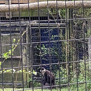 African Forest - Eastern black and white colobus monkey and schmidt's guenon(exhibit #1)
