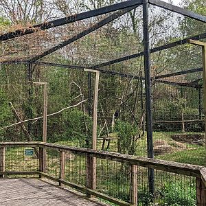 African Forest - Eastern black and white colobus monkey and schmidt's guenon(exhibit #1)