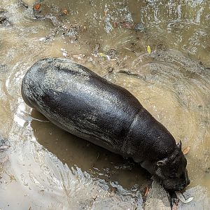 African Forest - pygmy hippo
