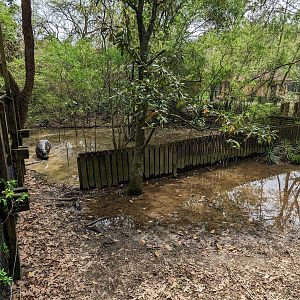 African Forest - pygmy hippo exhibit view