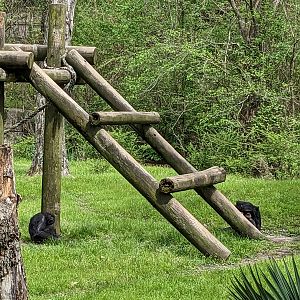 African Forest - Chimpanzee