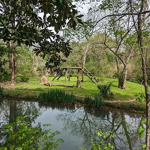 African Forest - Chimpanzee exhibit view