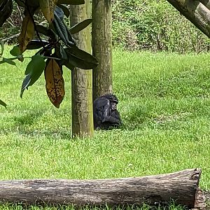 African Forest - Chimpanzee
