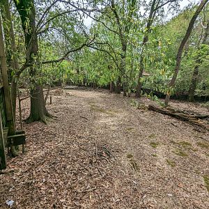 African Forest - pygmy hippo exhibit view