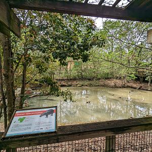 African Forest - pygmy hippo exhibit view