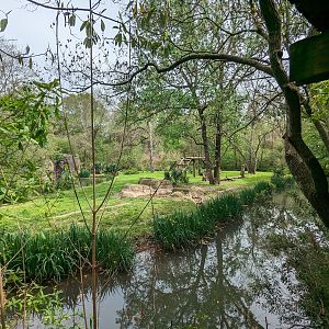 African Forest - Chimpanzee exhibit view