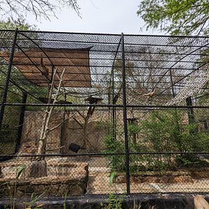 Asian Garden - Gibbon