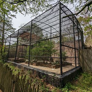 Asian Garden - Gibbon