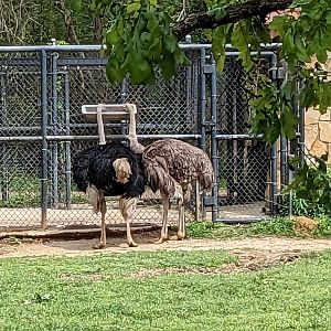 African Savannah - Ostrich