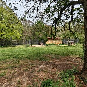 African Savannah - Ostrich and Sabal