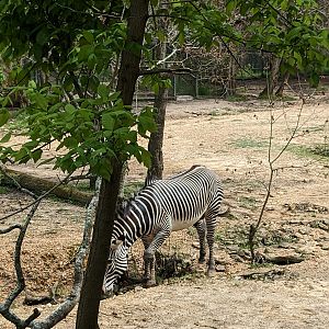 African Savannah - Grevy zebra