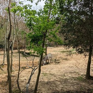 African Savannah - Grevy zebra
