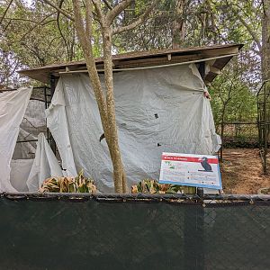 Bird Walk - Black hornbill