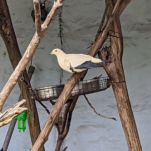 Bird Walk - Birds of Oceania aviary (Pied Imperial Pigeon)