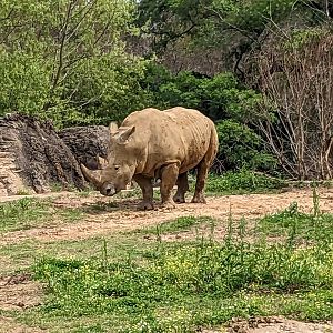 African Savannah - white rhinoceros