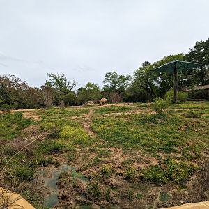 African Savannah - white rhinoceros exhibit view