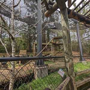 Wilderness Mississippi - Cougars