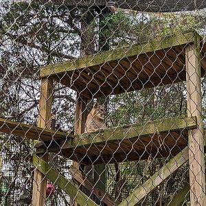 Wilderness Mississippi - cougars