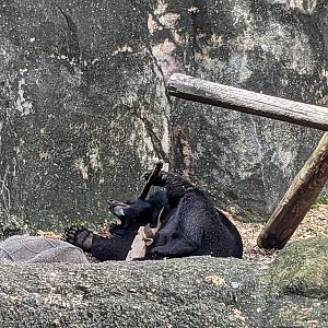 Asian Garden - Asiatic black bear