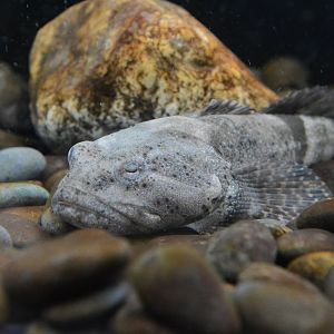 Fourspine sculpin (Cottus kazika)