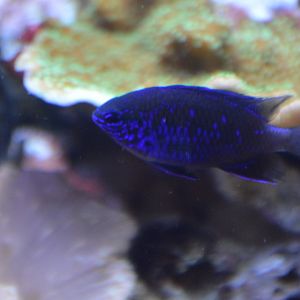 Damselfish ID (Monterey Bay Aquarium)
