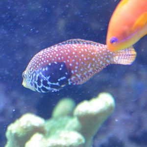 Wrasse ID (Monterey Bay Aquarium)