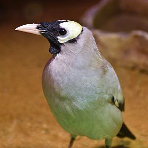 Wattled Starling (Creatophora cinerea)