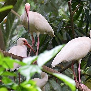 American White Ibis (Eudocimus albus)