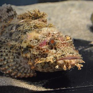 Weedy stingfish (Scorpaenopsis cirrosa)