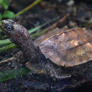 Black-breasted Leaf Turtle (Geoemyda spengleri)