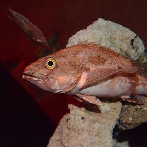 Channelled rockfish (Setarches guentheri)